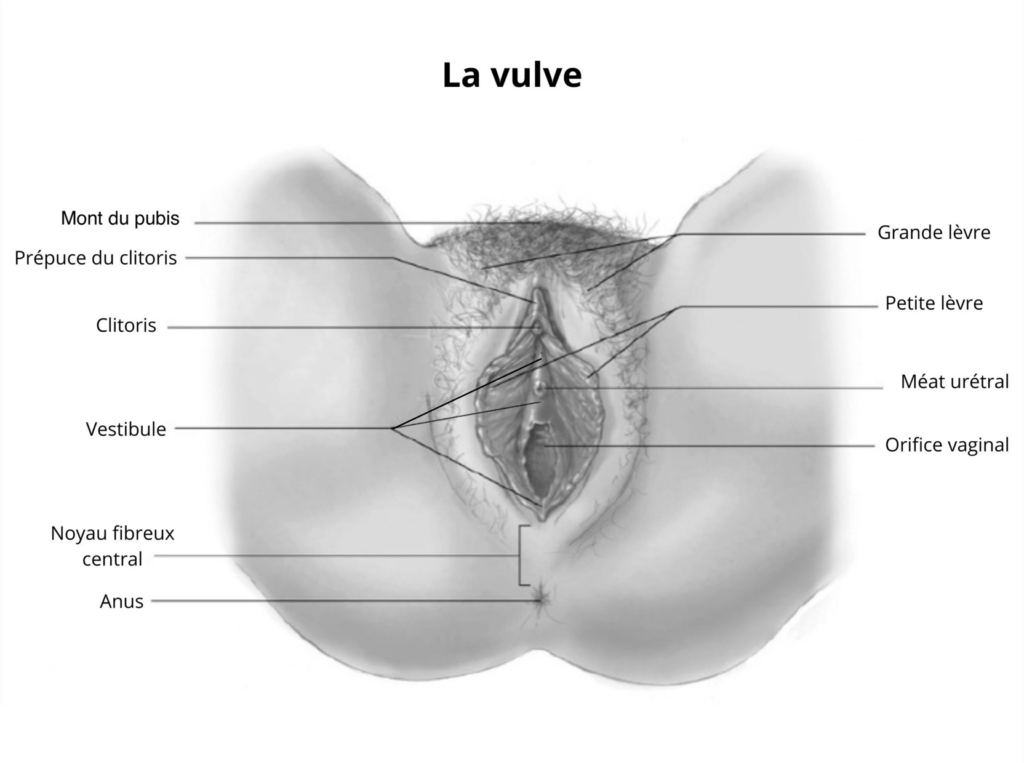 Anatomie vulve. Fiche pathologie dyspareunie